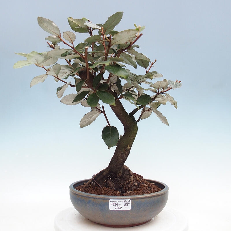 Izbová bonsai -Eleagnus - hlošina