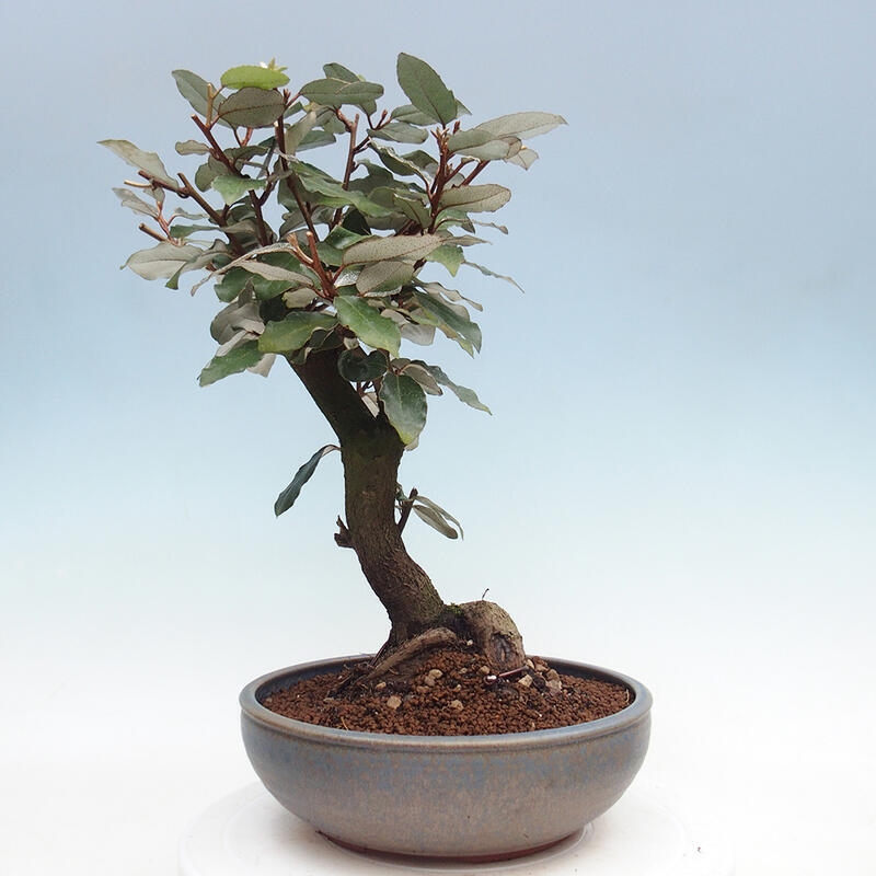 Izbová bonsai -Eleagnus - hlošina