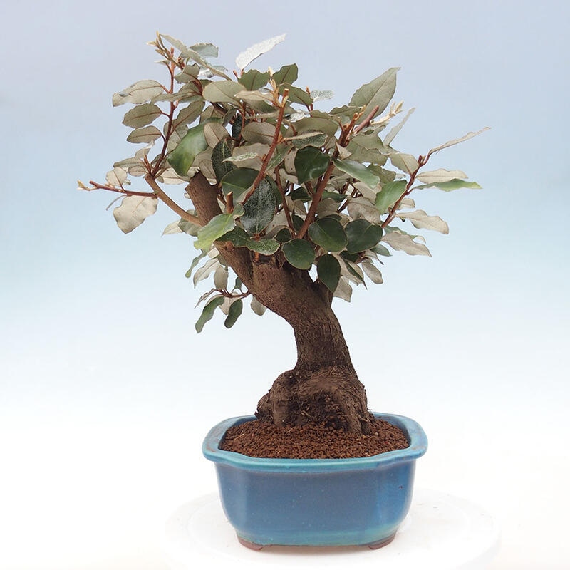 Izbová bonsai -Eleagnus - hlošina