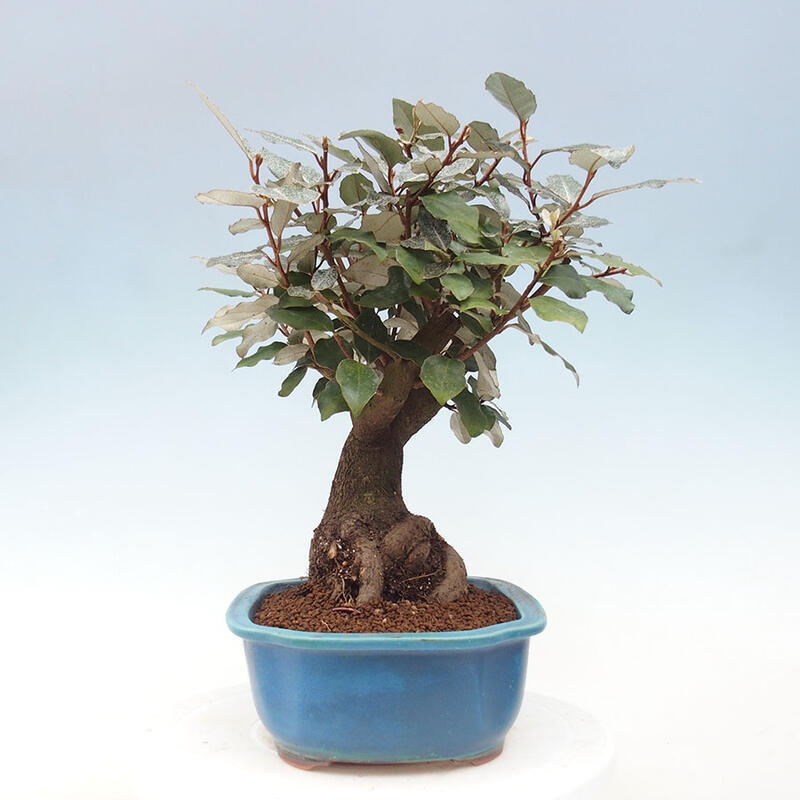 Izbová bonsai -Eleagnus - hlošina