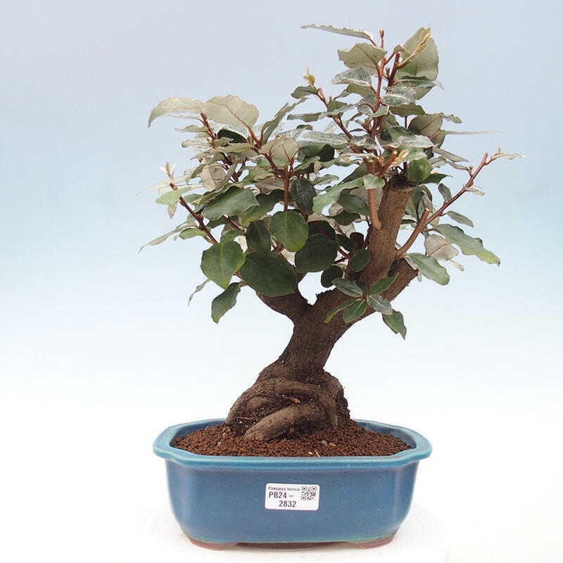 Izbová bonsai -Eleagnus - hlošina