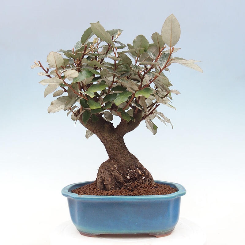 Izbová bonsai -Eleagnus - hlošina