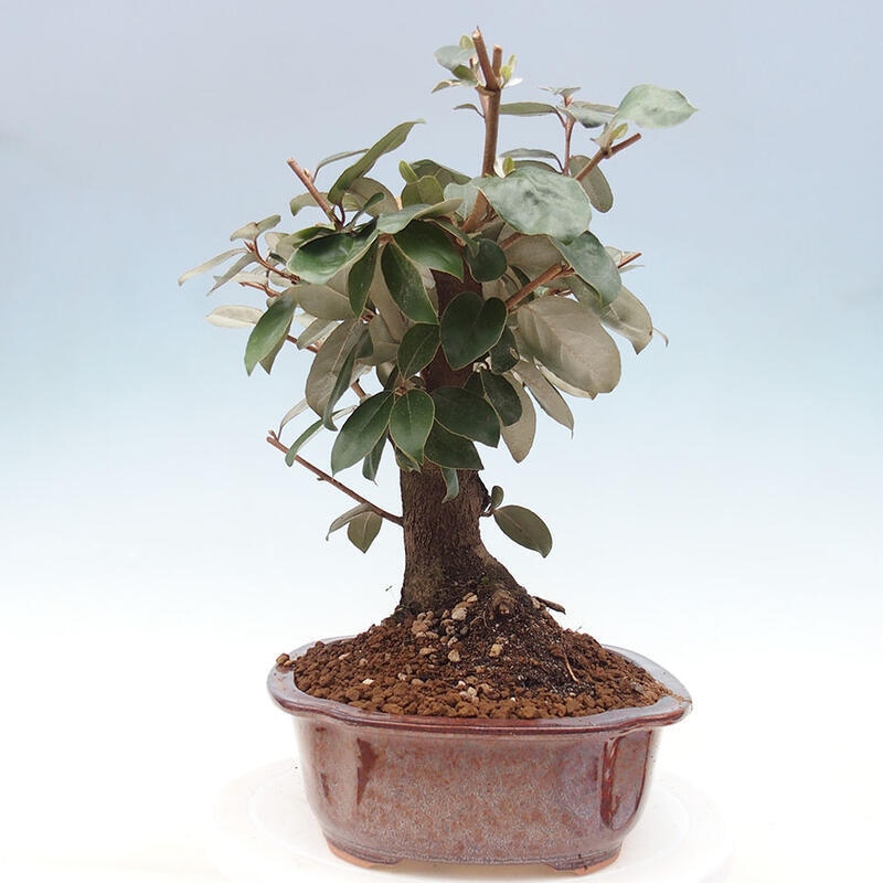 Izbová bonsai -Eleagnus - hlošina