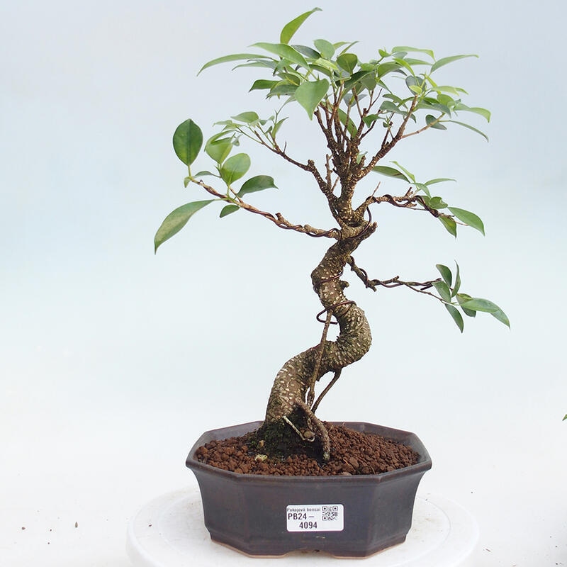 Izbová bonsai - Ficus kimmen - malolistý fikus