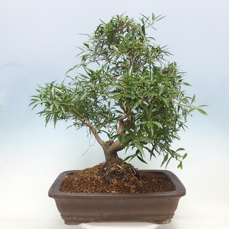 Izbová bonsai - Ficus nerifolia - malolistý fikus