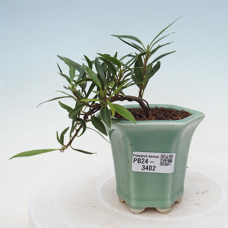 Izbová bonsai - Ficus nerifolia - malolistý fikus