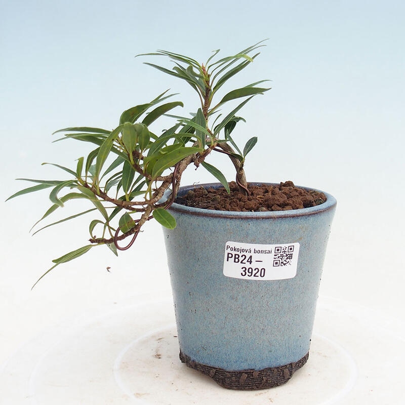 Izbová bonsai - Ficus nerifolia - malolistý fikus