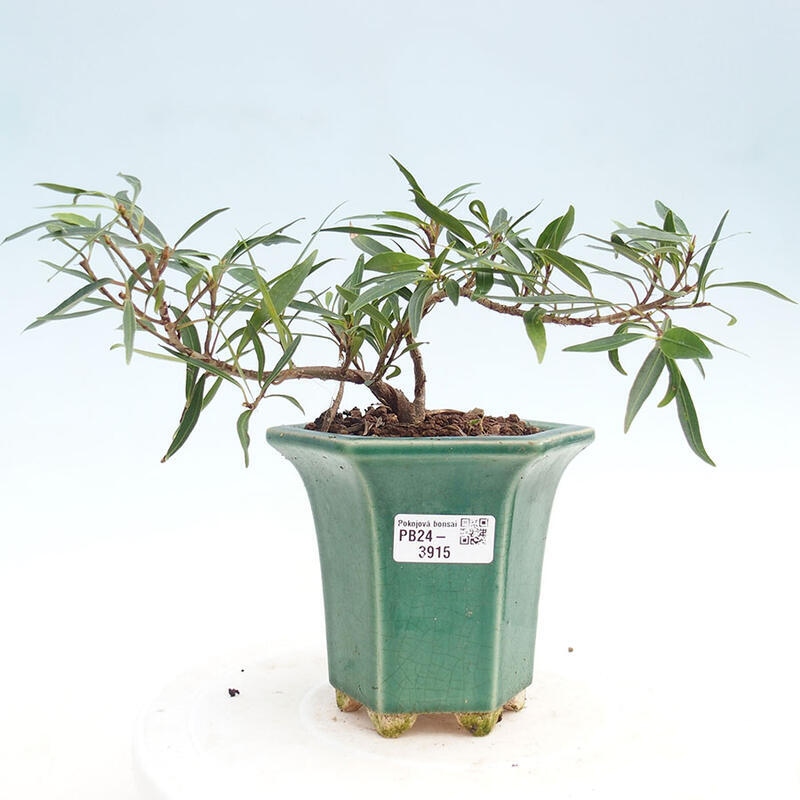 Izbová bonsai - Ficus nerifolia - malolistý fikus