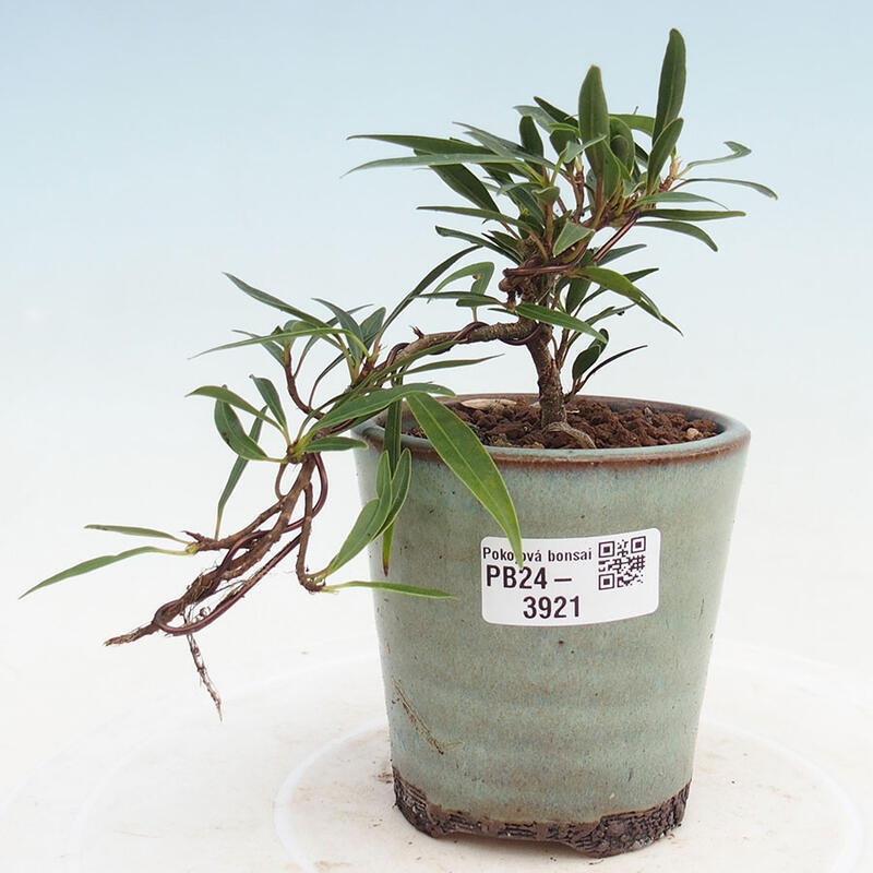 Izbová bonsai - Ficus nerifolia - malolistý fikus