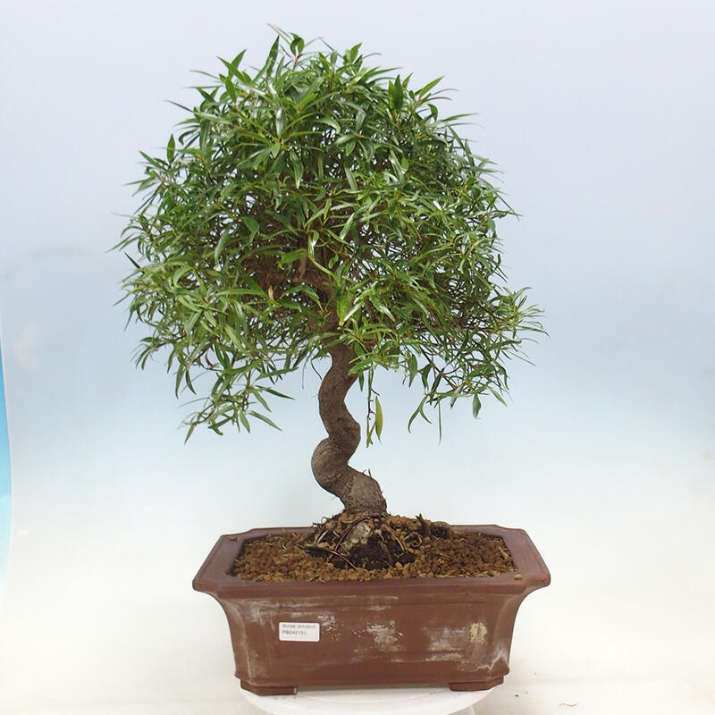 Izbová bonsai - Ficus nerifolia - malolistý fikus