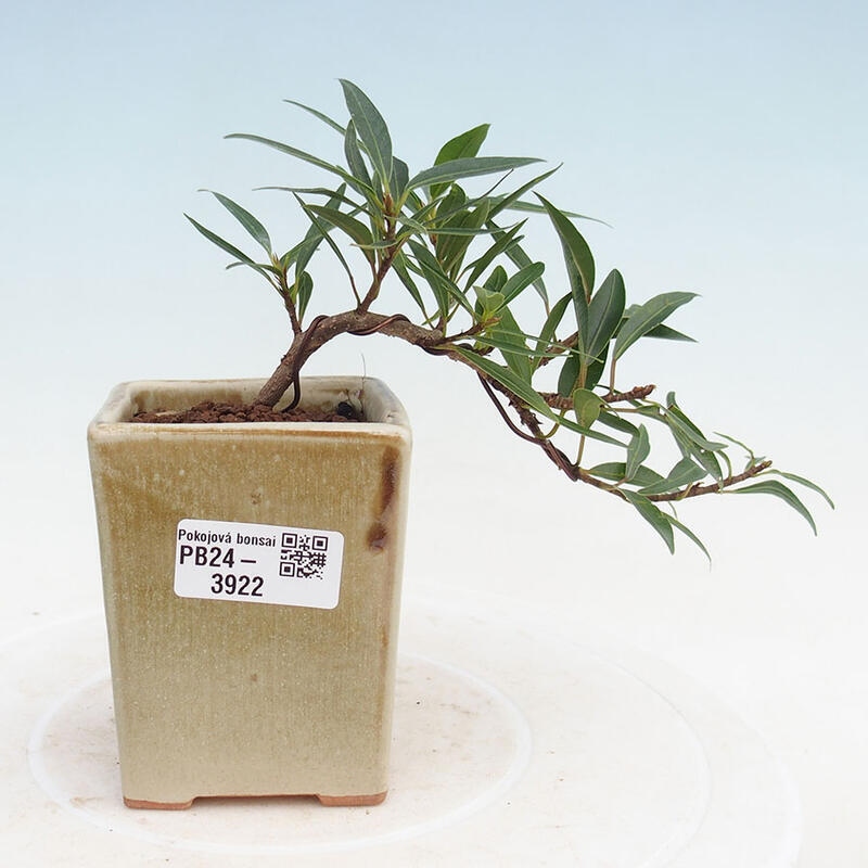 Izbová bonsai - Ficus nerifolia - malolistý fikus