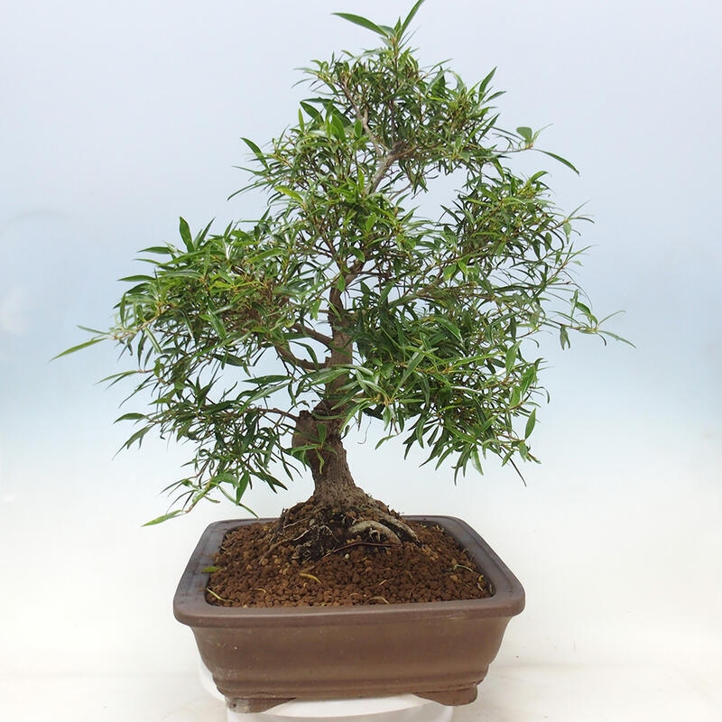 Izbová bonsai - Ficus nerifolia - malolistý fikus