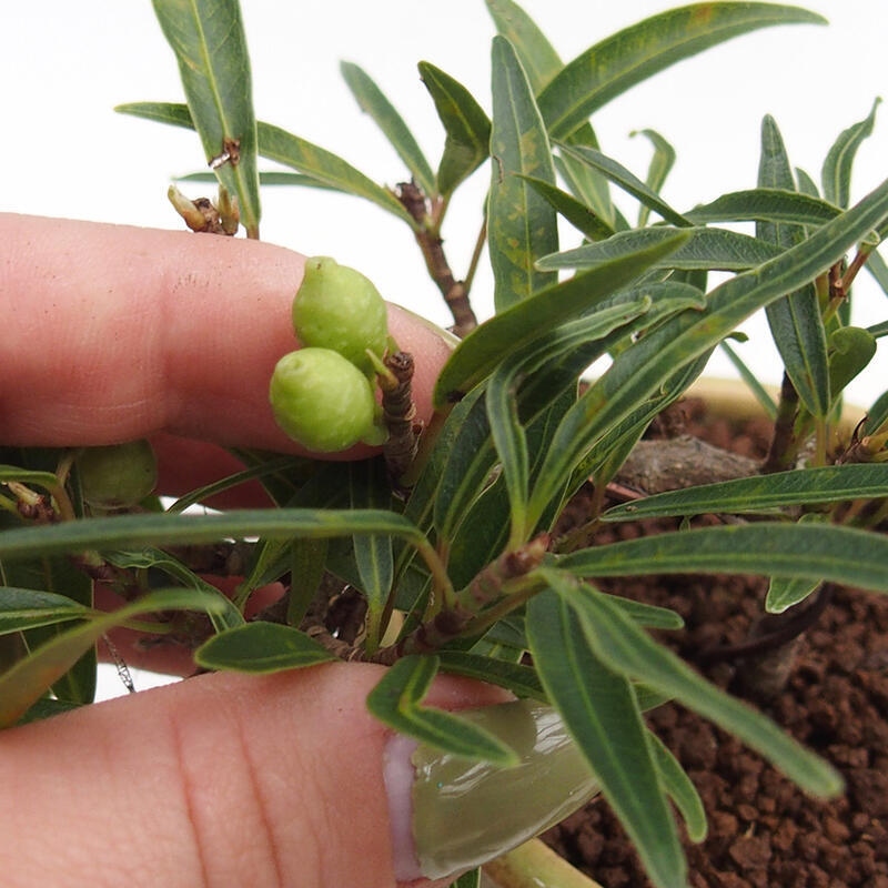 Izbová bonsai - Ficus nerifolia - malolistý fikus