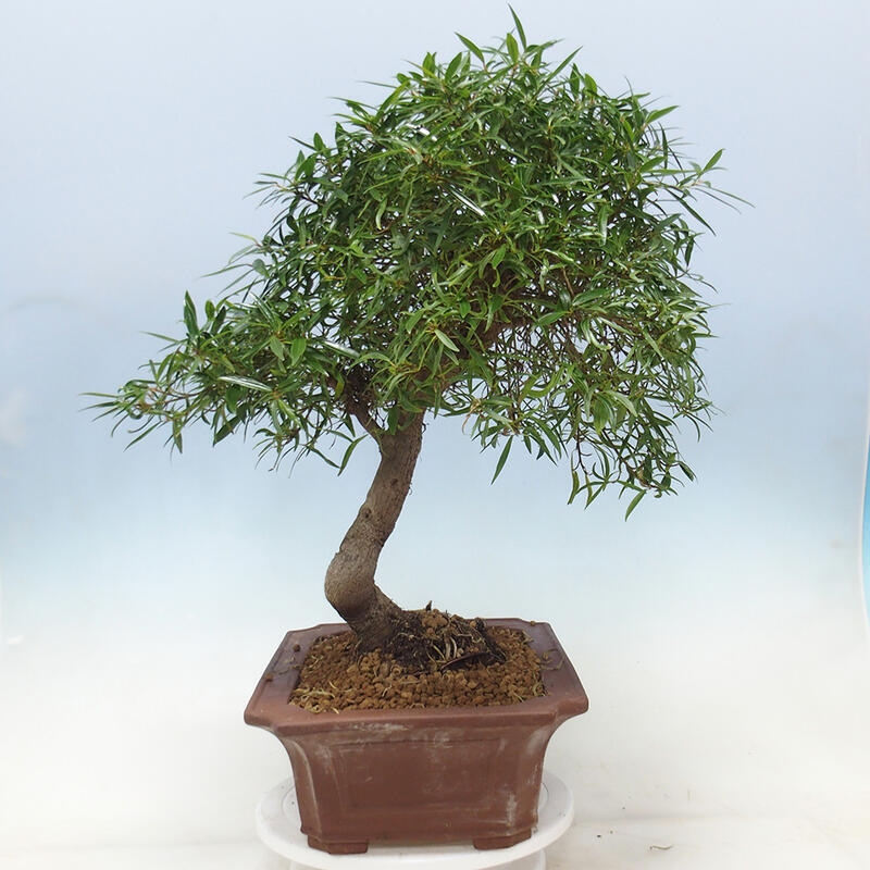 Izbová bonsai - Ficus nerifolia - malolistý fikus