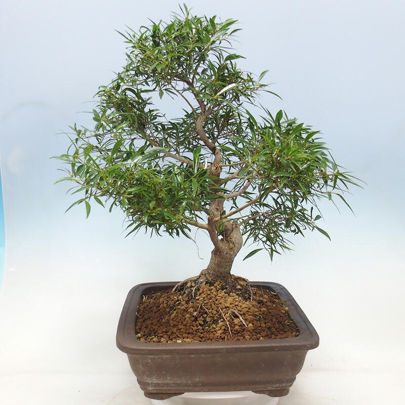 Izbová bonsai - Ficus nerifolia - malolistý fikus