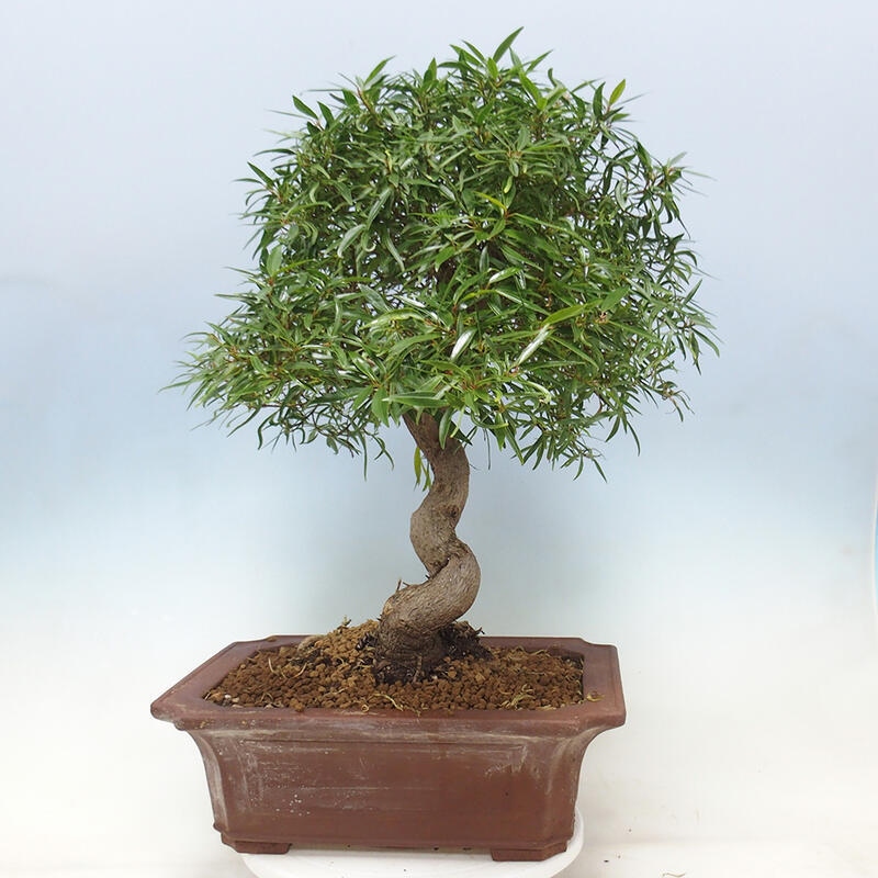 Izbová bonsai - Ficus nerifolia - malolistý fikus