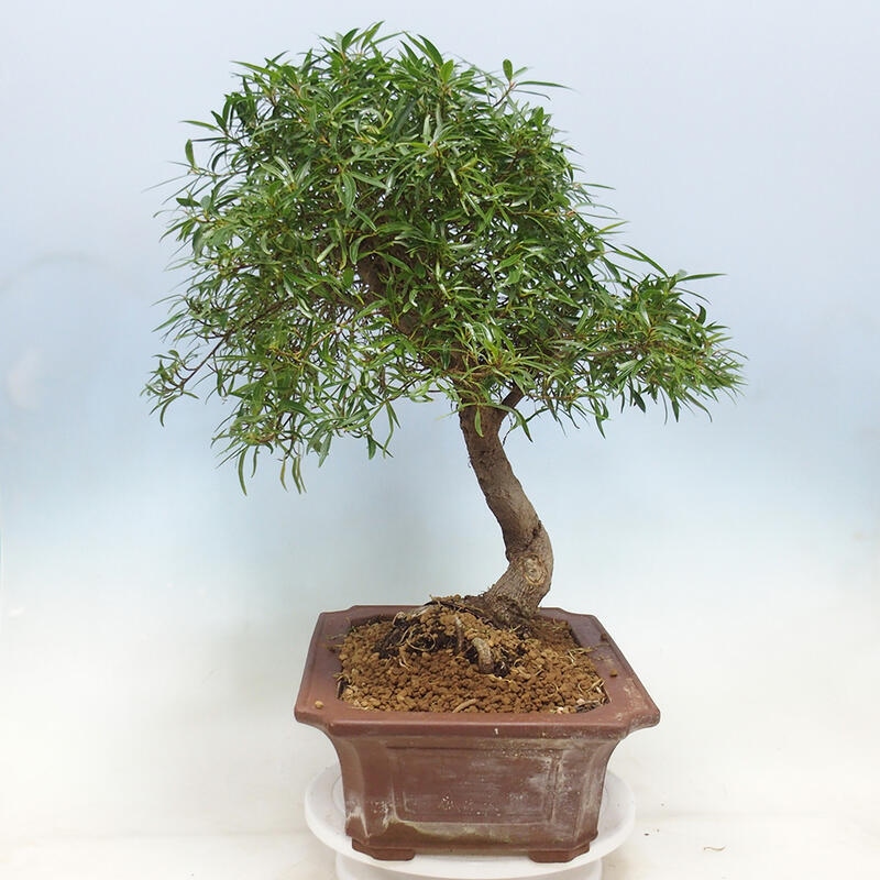 Izbová bonsai - Ficus nerifolia - malolistý fikus