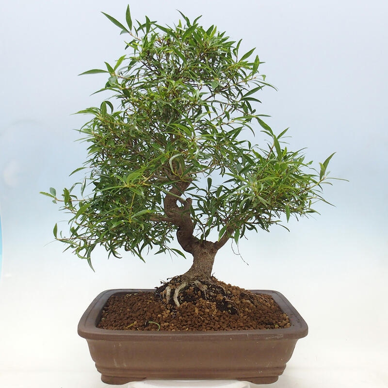 Izbová bonsai - Ficus nerifolia - malolistý fikus