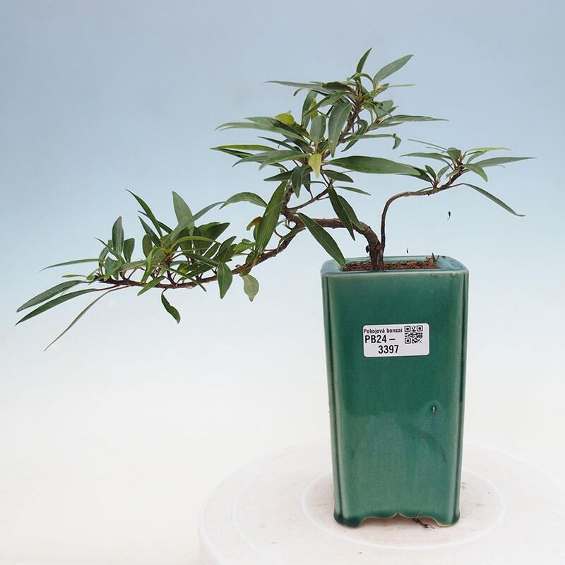 Izbová bonsai - Ficus nerifolia - malolistý fikus