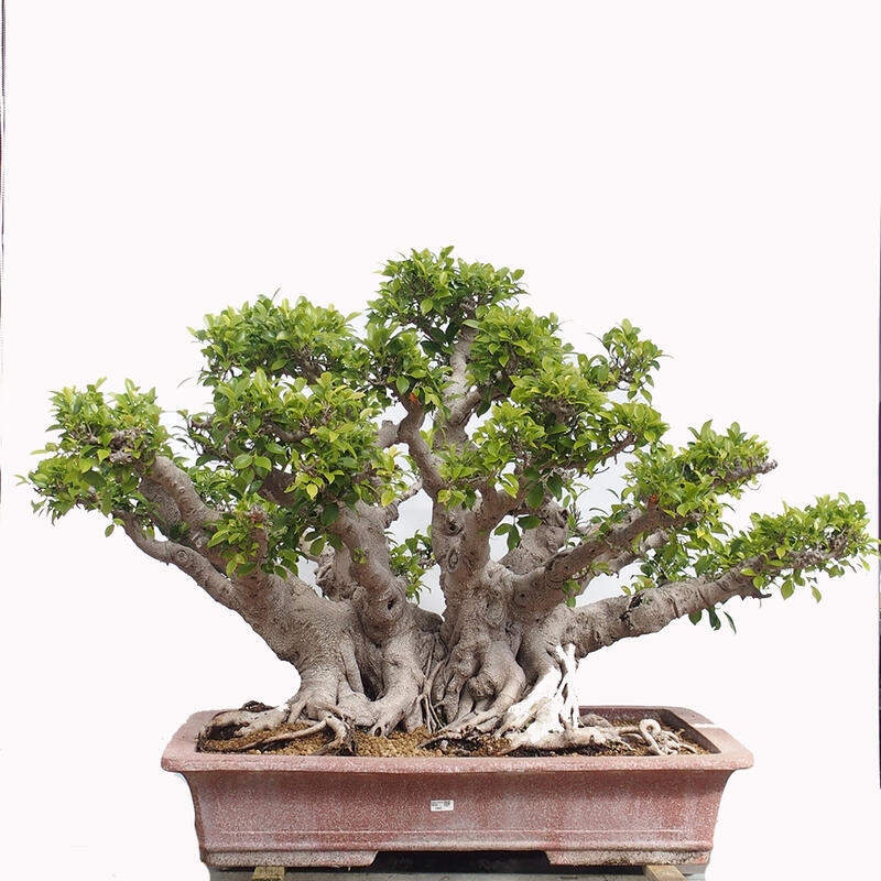 Izbová bonsai - Ficus retusa - malolistý fikus