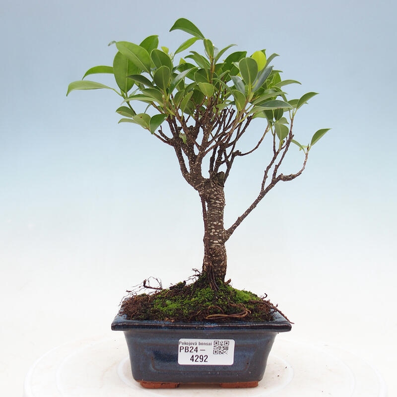 Izbová bonsai - Ficus retusa - malolistý fikus