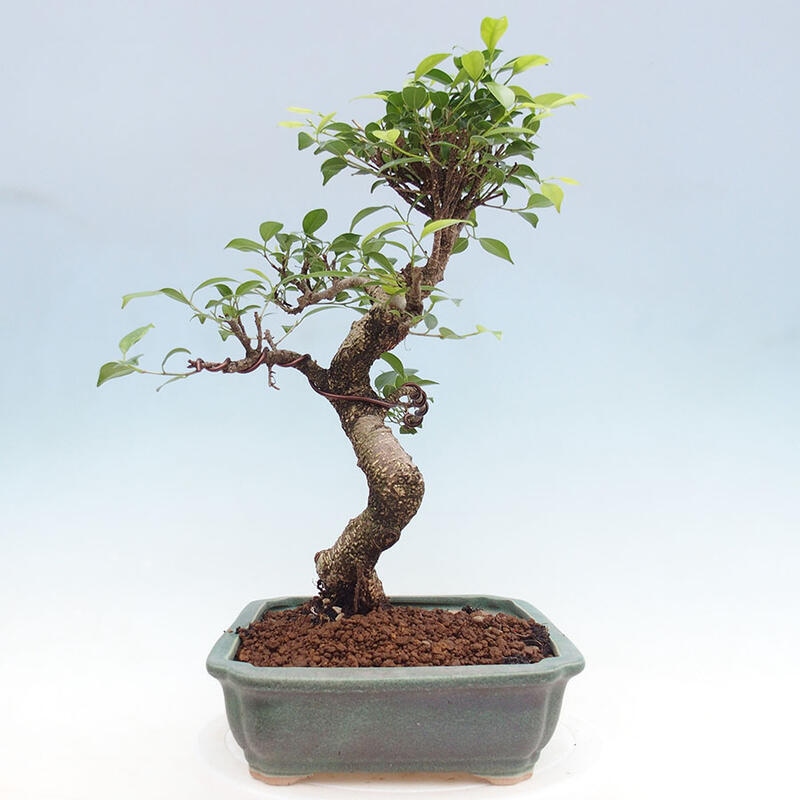 Izbová bonsai - Ficus retusa - malolistý fikus