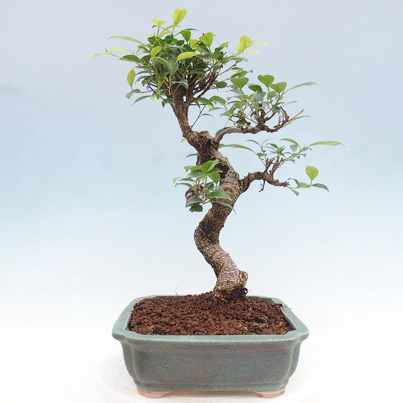 Izbová bonsai - Ficus retusa - malolistý fikus