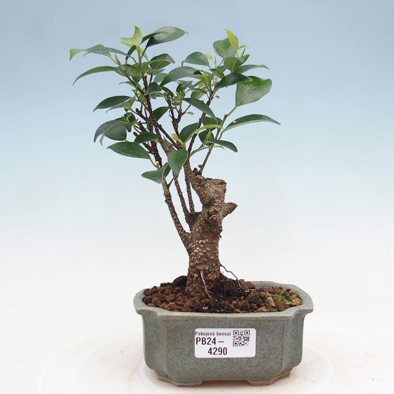 Izbová bonsai - Ficus retusa - malolistý fikus