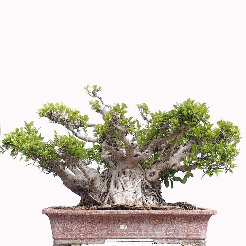 Izbová bonsai - Ficus retusa - malolistý fikus