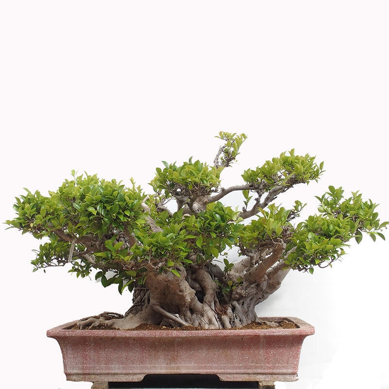 Izbová bonsai - Ficus retusa - malolistý fikus