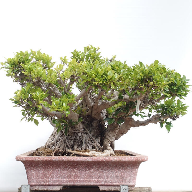 Izbová bonsai - Ficus retusa - malolistý fikus