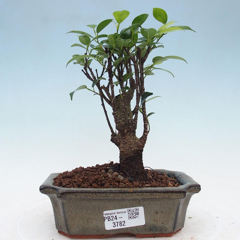 Izbová bonsai - Ficus retusa - malolistý fikus