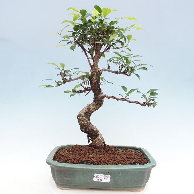 Izbová bonsai - Ficus retusa - malolistý fikus