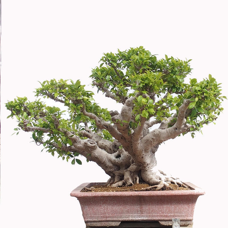 Izbová bonsai - Ficus retusa - malolistý fikus