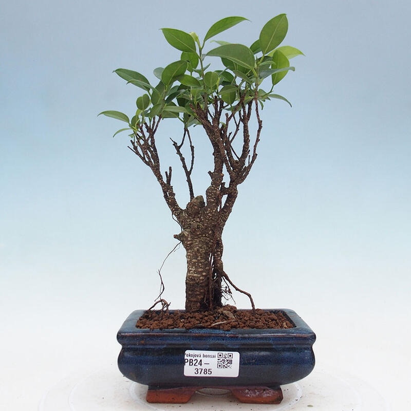 Izbová bonsai - Ficus retusa - malolistý fikus