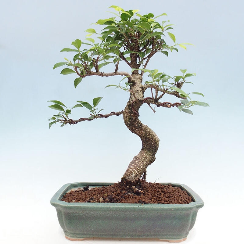 Izbová bonsai - Ficus retusa - malolistý fikus