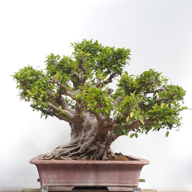 Izbová bonsai - Ficus retusa - malolistý fikus