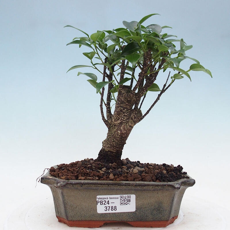 Izbová bonsai - Ficus retusa - malolistý fikus