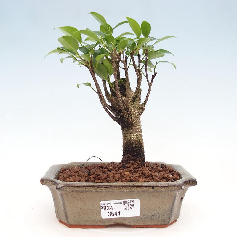 Izbová bonsai - Ficus retusa - malolistý fikus