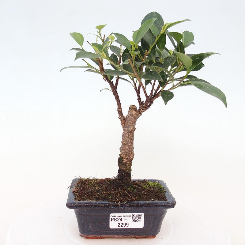 Izbová bonsai - Ficus retusa - malolistý fikus