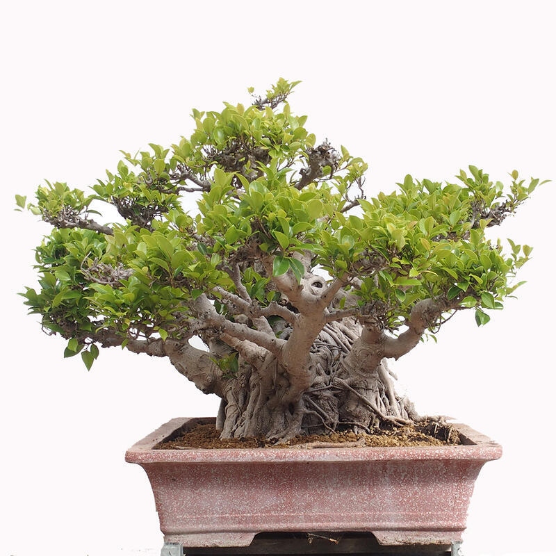 Izbová bonsai - Ficus retusa - malolistý fikus