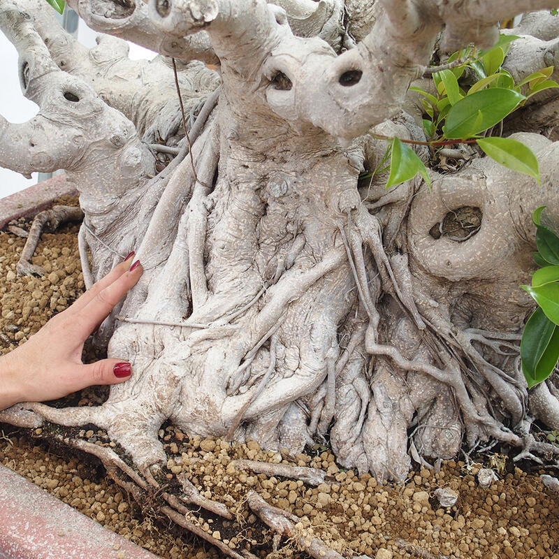 Izbová bonsai - Ficus retusa - malolistý fikus