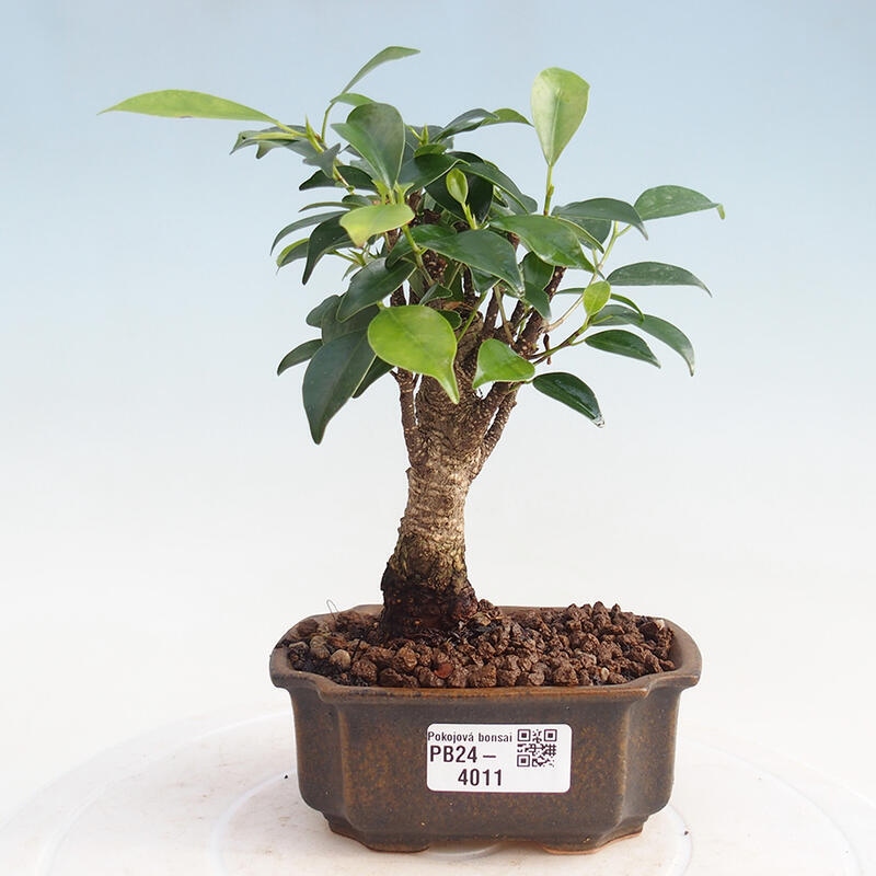 Izbová bonsai - Ficus retusa - malolistý fikus