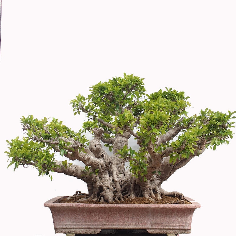 Izbová bonsai - Ficus retusa - malolistý fikus