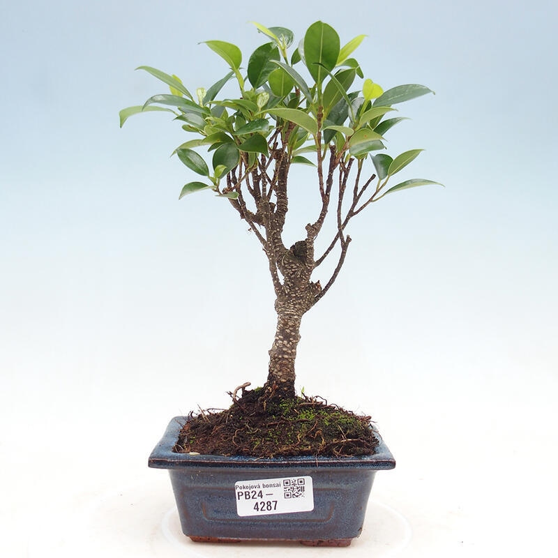 Izbová bonsai - Ficus retusa - malolistý fikus