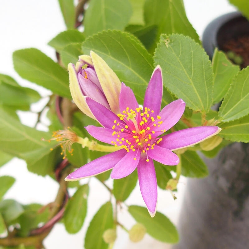 Izbová bonsai - Grewia occidentalis - Hviezdica levanduľová