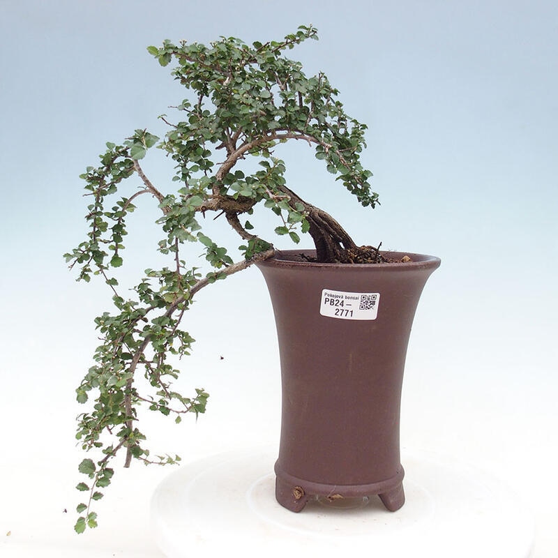 Izbová bonsai - Grewia sp. - Grewie malolistá