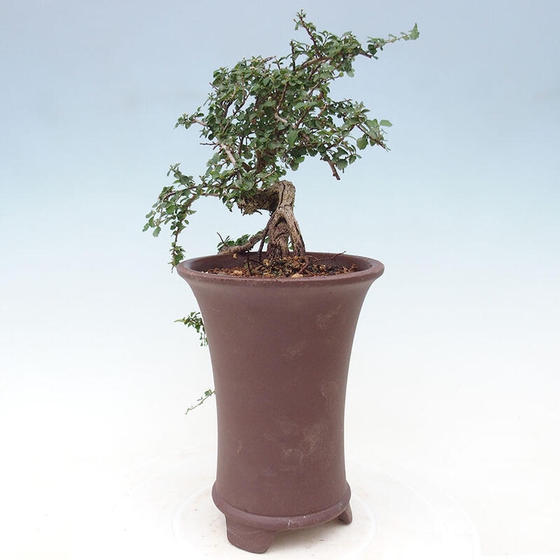 Izbová bonsai - Grewia sp. - Grewie malolistá