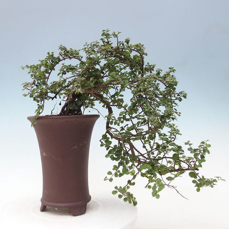 Izbová bonsai - Grewia sp. - Grewie malolistá