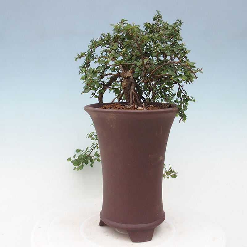 Izbová bonsai - Grewia sp. - Grewie malolistá